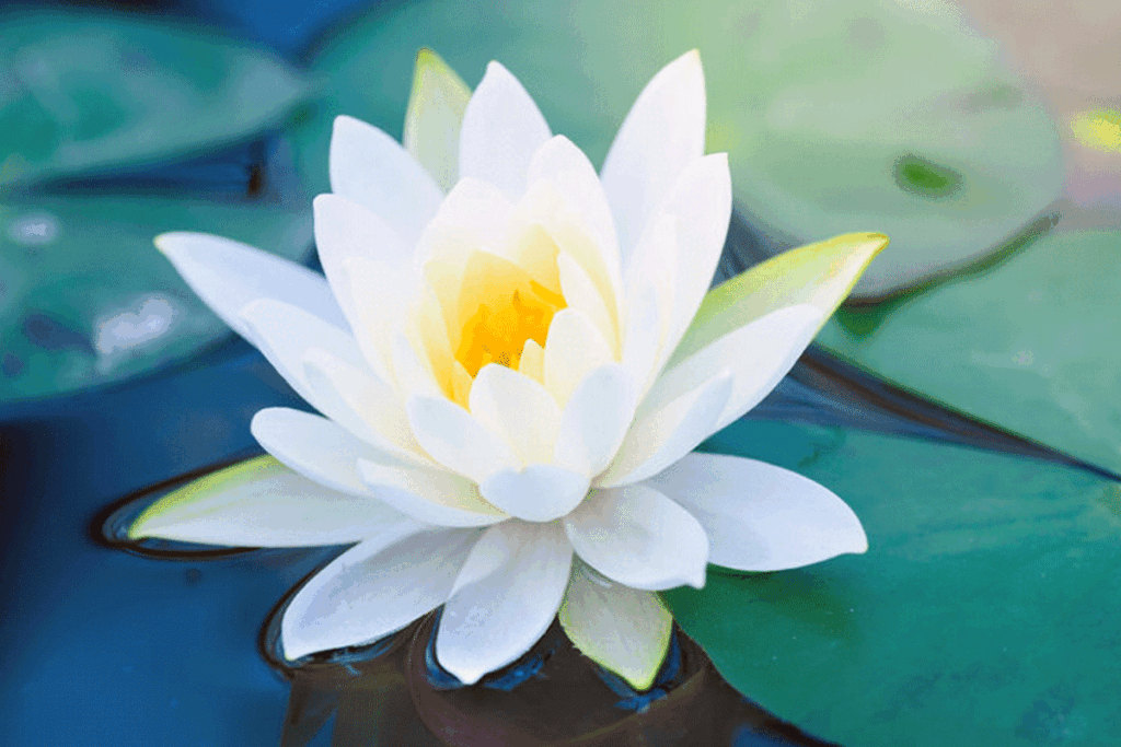 Lotusbevalling: Een Natuurlijke Band die Verder Gaat dan de Baarmoeder