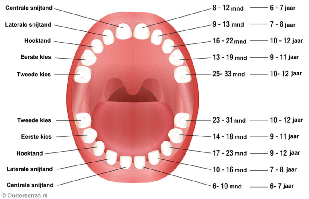 Doorkomende tandjes, van kwijlen tot bijten!