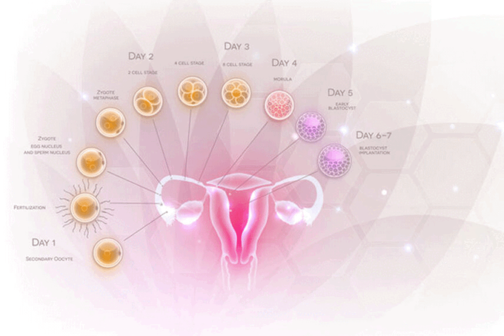 De wondere wereld van de menstruatiecyclus