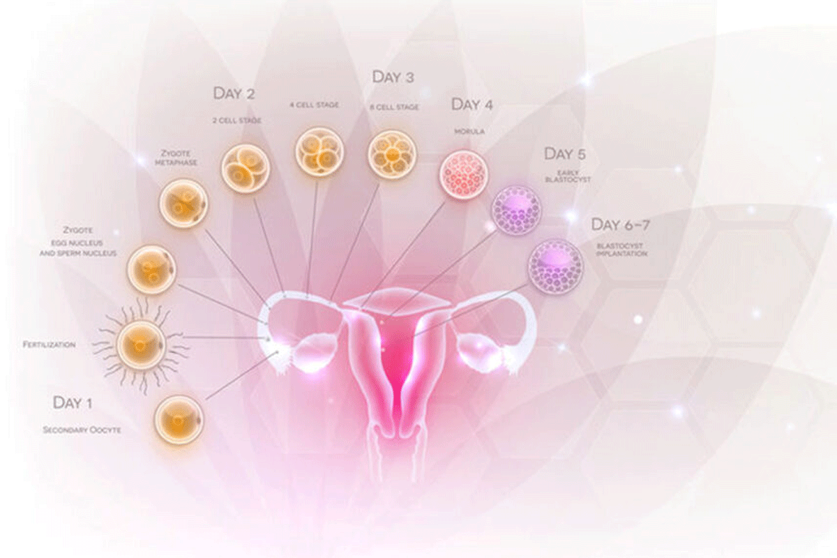 De wondere wereld van de menstruatiecyclus
